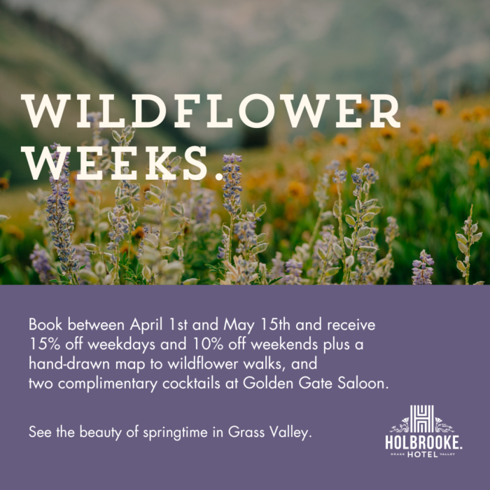 Wildflower Weeks-Holbrooke-2